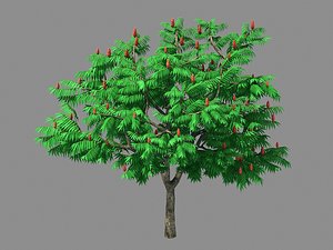 plant - torch tree 3D model