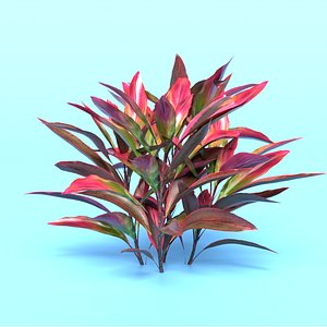 3D Cordyline Fruticosa