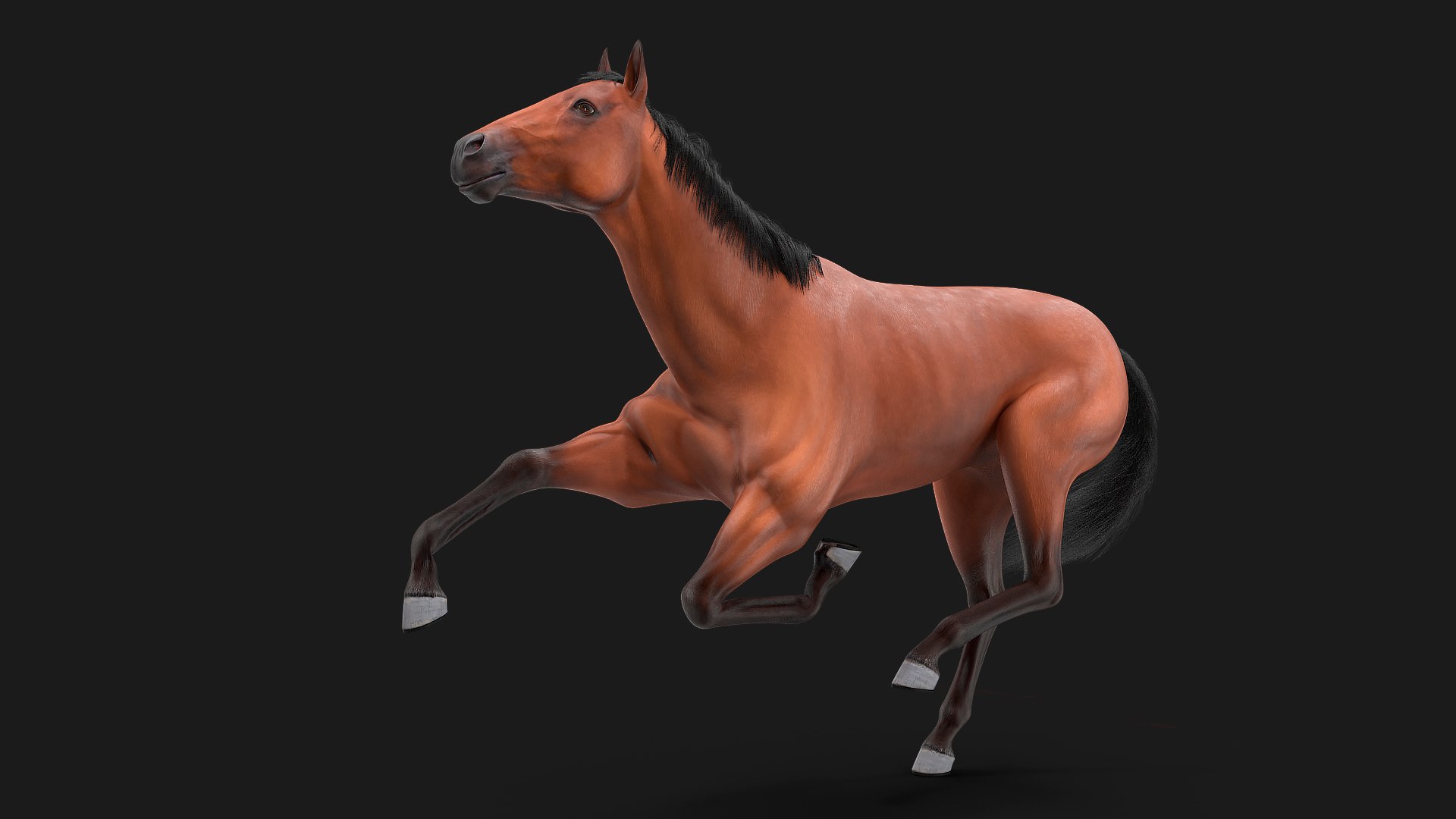 Bay Horse Fur Rigged 3D model preview