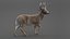 3D DEER ANIMATED XGEN-CORE model