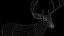 3D DEER ANIMATED XGEN-CORE model