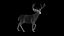 3D DEER ANIMATED XGEN-CORE model