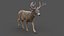 3D DEER ANIMATED XGEN-CORE model