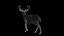 3D DEER ANIMATED XGEN-CORE model