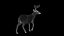 3D DEER ANIMATED XGEN-CORE model