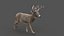 3D DEER ANIMATED XGEN-CORE model