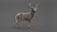 3D DEER ANIMATED XGEN-CORE model