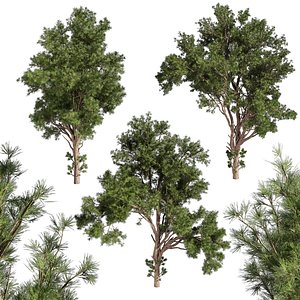 3D Collection plant vol 549 - tree - pine - Urban environment model