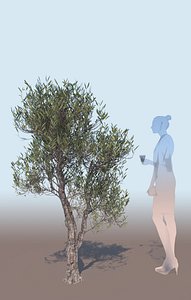Olea europaea olive tree decorative A
