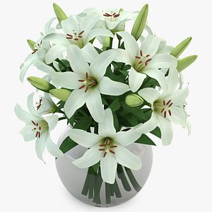 3d lily white model