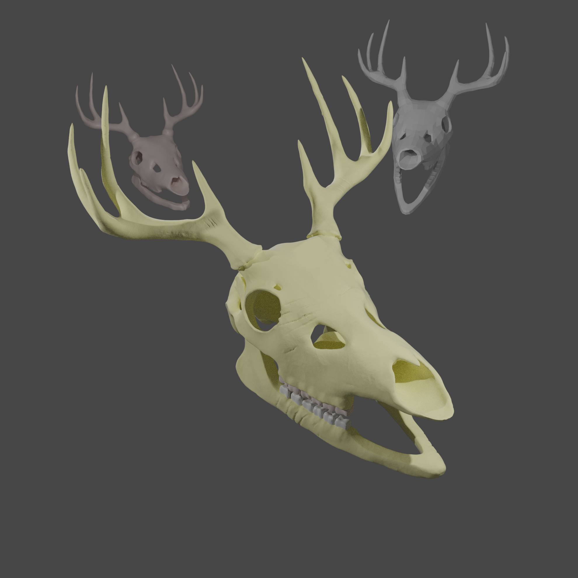 Skull anatomy deer 3D model - TurboSquid 1598533