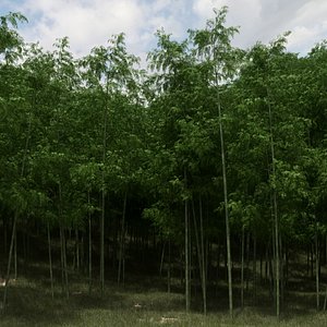 bamboo trees scatter 3D model