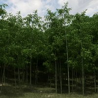 Bamboo Trees for scatter