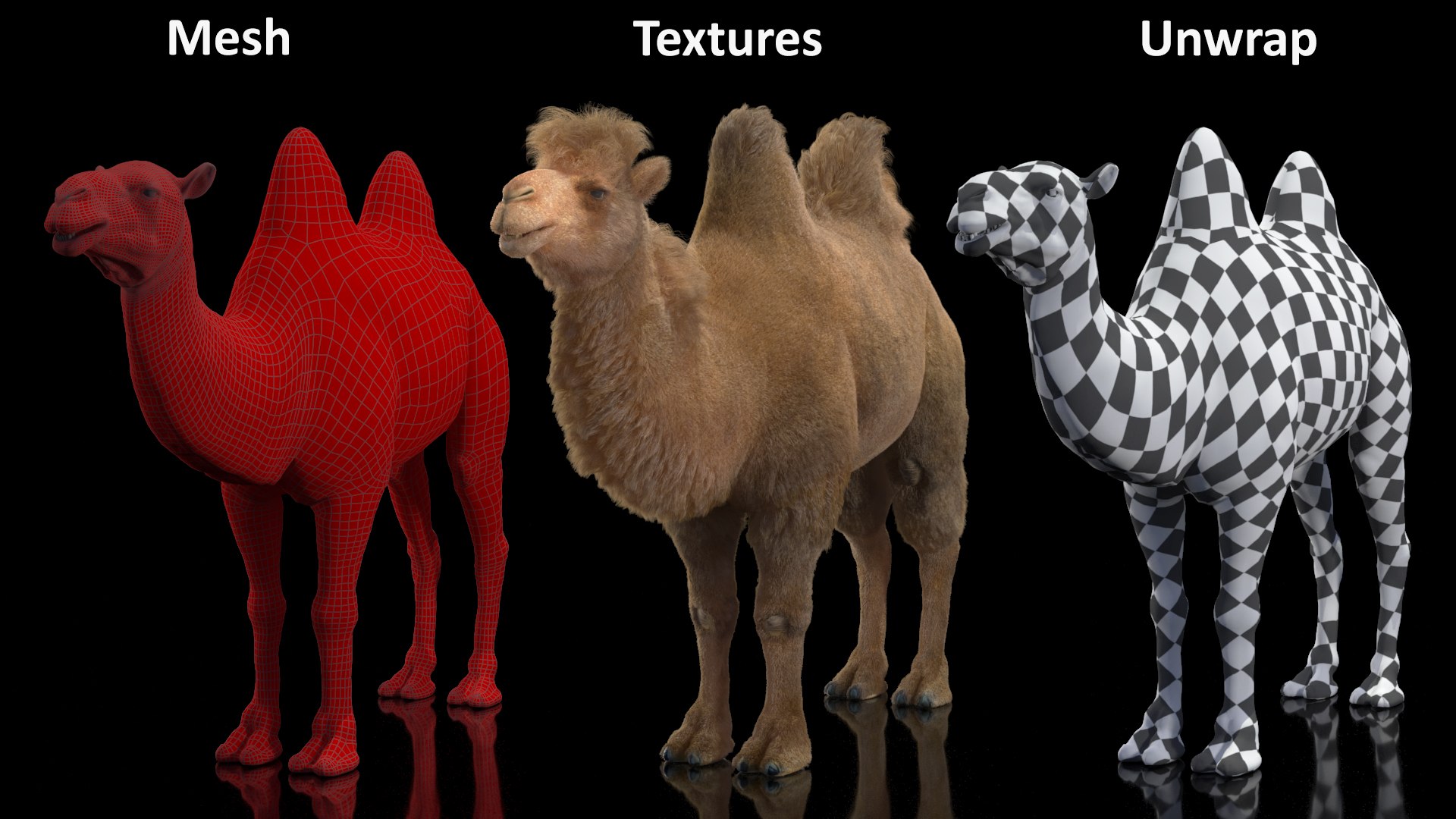 3D Bactrian Camel Fur https://p.turbosquid.com/ts-thumb/2T/ADneuO/1I/bactriancamelfurvray3dmodel020/jpg/1724713181/1920x1080/fit_q87/0fa06c6c31e034d6275c4d139e35a316016ae906/bactriancamelfurvray3dmodel020.jpg