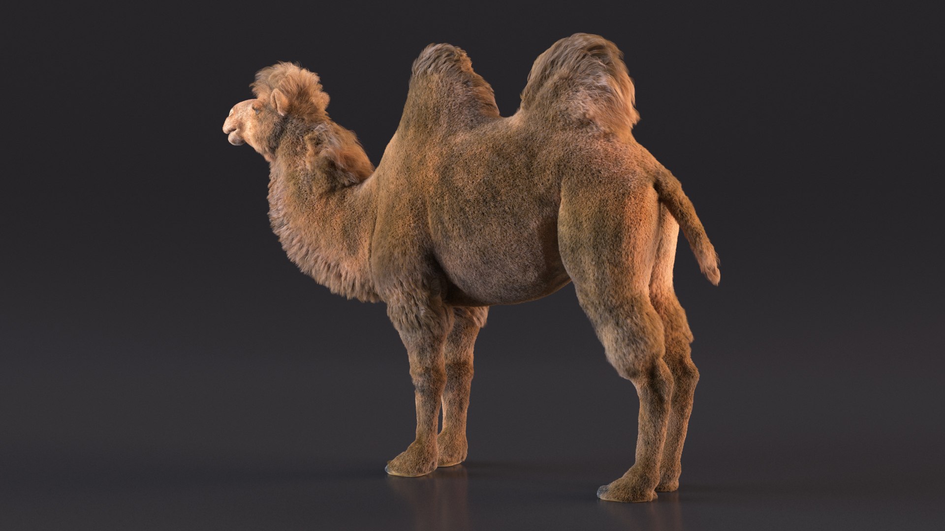 3D Bactrian Camel Fur https://p.turbosquid.com/ts-thumb/2T/ADneuO/1Z/bactriancamelfurvray3dmodel007/jpg/1724713136/1920x1080/fit_q87/64198f6de9d4bee1d591ceb97256993f6e61134b/bactriancamelfurvray3dmodel007.jpg