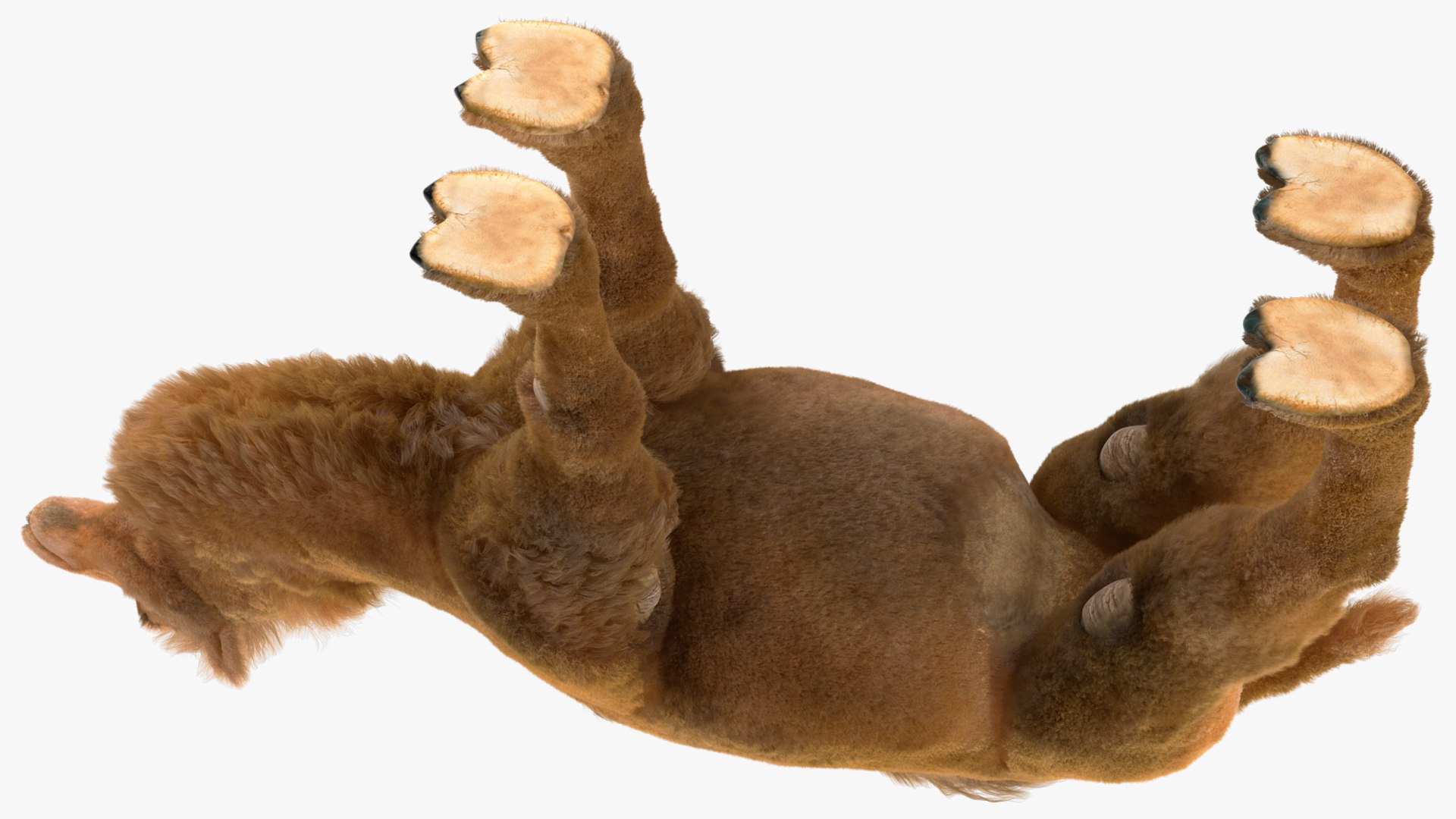 3D Bactrian Camel Fur https://p.turbosquid.com/ts-thumb/2T/ADneuO/6K/bactriancamelfurvray3dmodel011/jpg/1724713150/1920x1080/fit_q87/6af81be7985441b54fe0d3a9a3145dfe1ae16d6b/bactriancamelfurvray3dmodel011.jpg