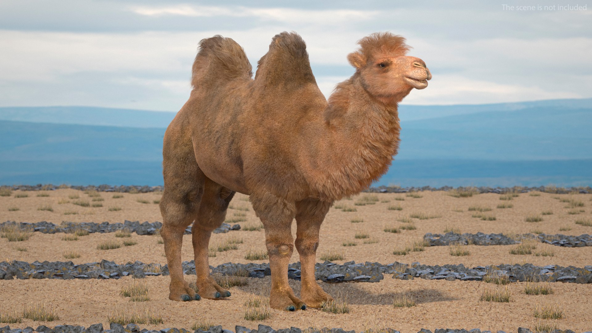 3D Bactrian Camel Fur https://p.turbosquid.com/ts-thumb/2T/ADneuO/DK/bactriancamelfurvray3dmodel003/jpg/1724713120/1920x1080/fit_q87/cb2c4af419636162940eda86587554a607d9e579/bactriancamelfurvray3dmodel003.jpg