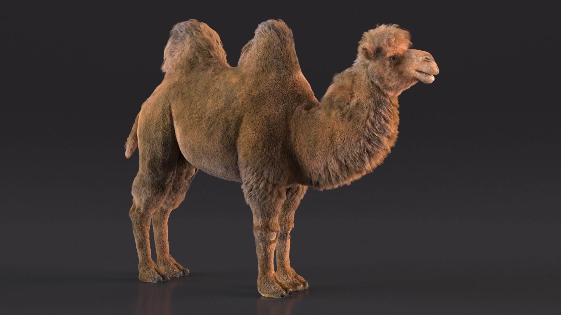3D Bactrian Camel Fur https://p.turbosquid.com/ts-thumb/2T/ADneuO/Qy/bactriancamelfurvray3dmodel006/jpg/1724713133/1920x1080/fit_q87/b8f587b1e85e799ab090a13ab0444ab2832d178f/bactriancamelfurvray3dmodel006.jpg