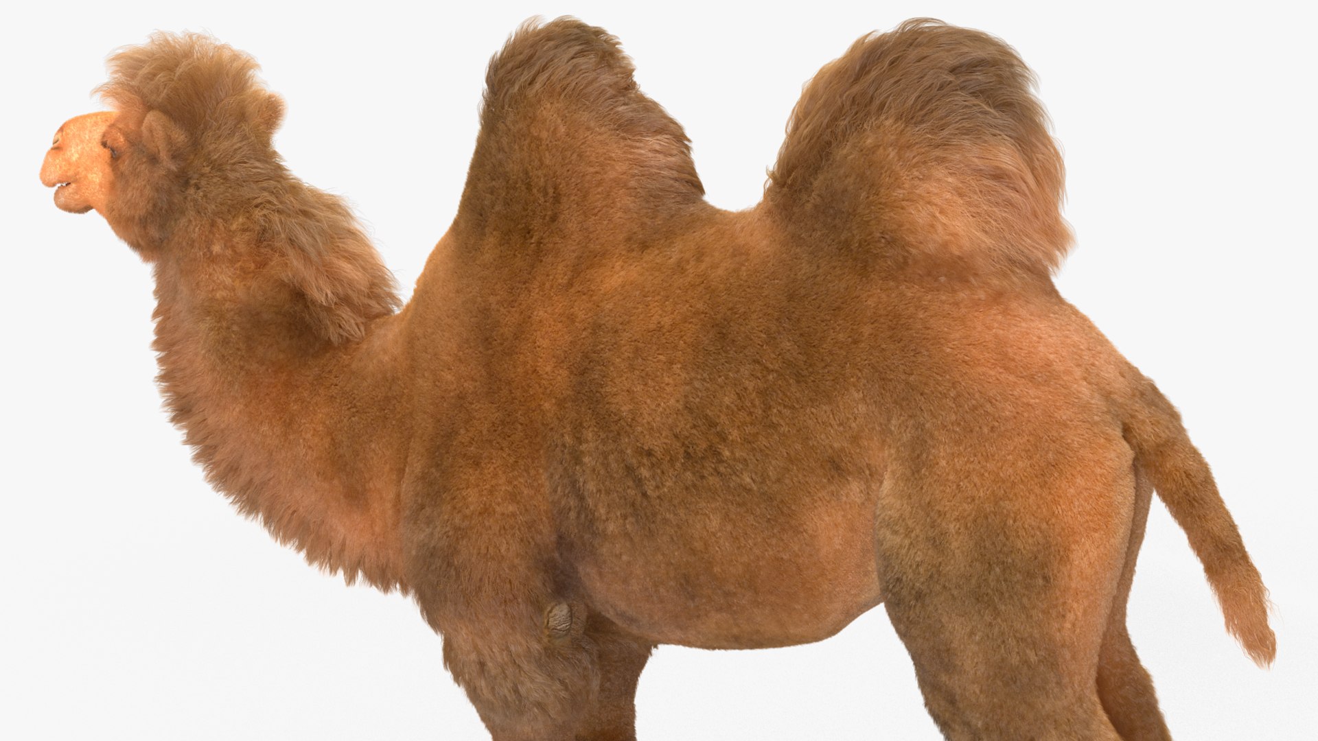 3D Bactrian Camel Fur https://p.turbosquid.com/ts-thumb/2T/ADneuO/kK/bactriancamelfurvray3dmodel013/jpg/1724713157/1920x1080/fit_q87/87cd5f359ab99a9598ba6bf61cef9aadf7252ac9/bactriancamelfurvray3dmodel013.jpg