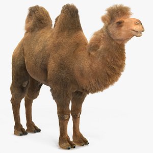 3D Bactrian Camel Fur