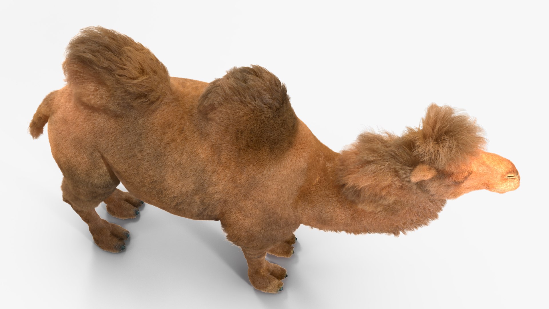 3D Bactrian Camel Fur https://p.turbosquid.com/ts-thumb/2T/ADneuO/sA/bactriancamelfurvray3dmodel010/jpg/1724713146/1920x1080/fit_q87/706e1e581c11660864f7e0420a6d6b48867e98e5/bactriancamelfurvray3dmodel010.jpg