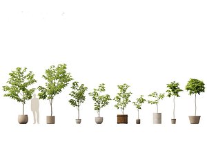 Robinia pseudoacacia - Black locust 04 3D