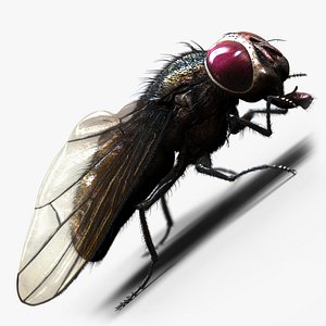 Fly ANIMATED