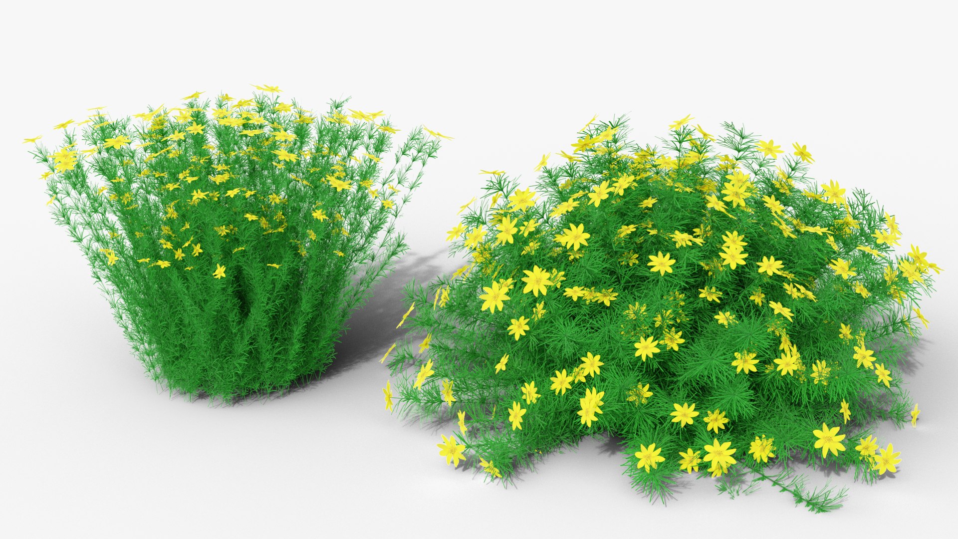 3D Coreopsis verticillata Grandiflora https://p.turbosquid.com/ts-thumb/2T/NQUiAu/5j/render0001copy/png/1686939520/1920x1080/fit_q87/b1ed8bc69b1bbf53bbd1e257883658b1522b7fa8/render0001copy.jpg
