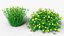 3D Coreopsis verticillata Grandiflora
