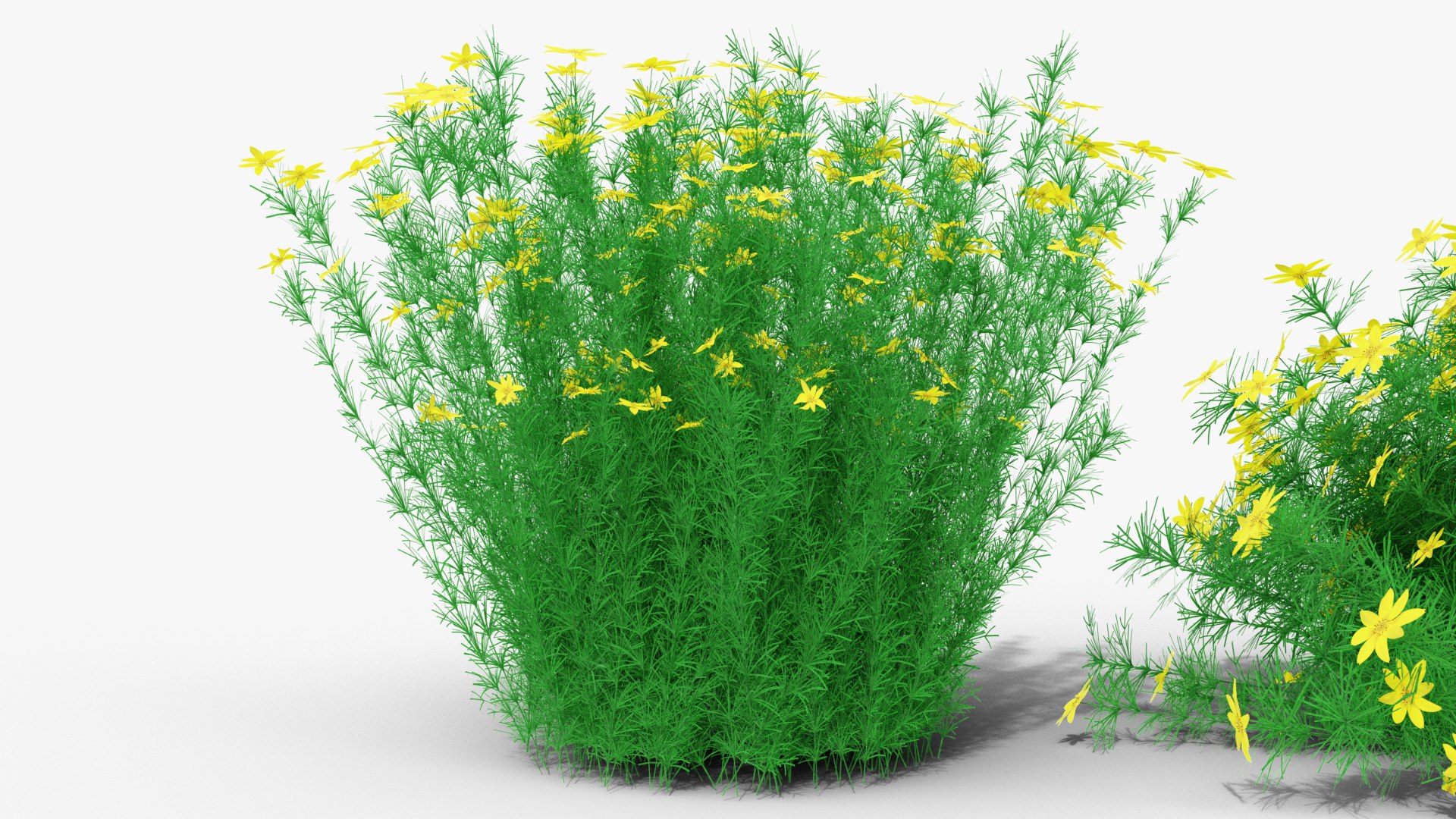 3D Coreopsis verticillata Grandiflora https://p.turbosquid.com/ts-thumb/2T/NQUiAu/8G/render0004copy/png/1686939521/1920x1080/fit_q87/27913afec68cf113f2e5b4860a0db409be8cecaf/render0004copy.jpg