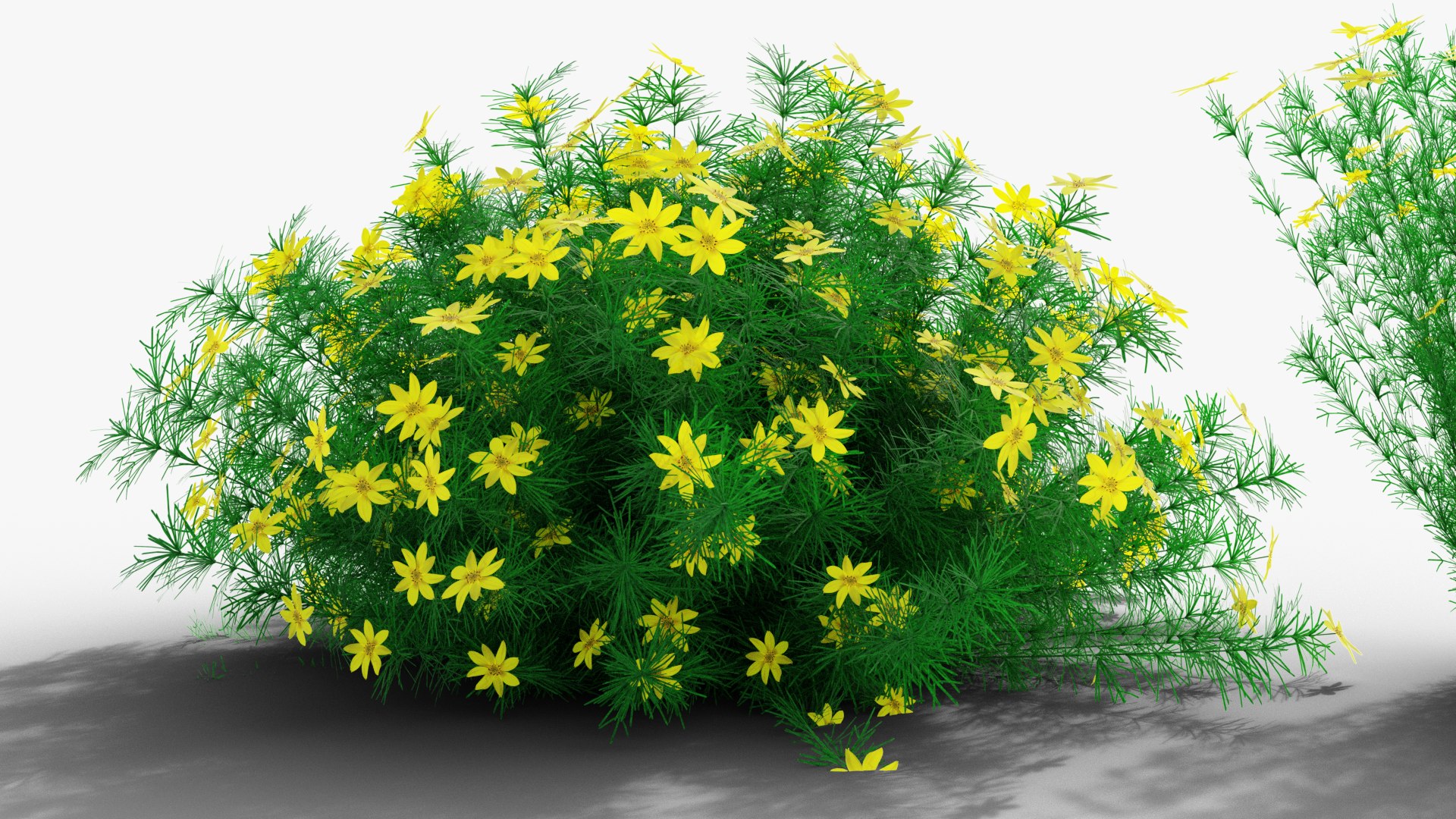 3D Coreopsis verticillata Grandiflora https://p.turbosquid.com/ts-thumb/2T/NQUiAu/Bo/render0007copy/png/1686939522/1920x1080/fit_q87/1e00a5641ef9e4512bf47ba4d8bab1c5a62f8f1d/render0007copy.jpg