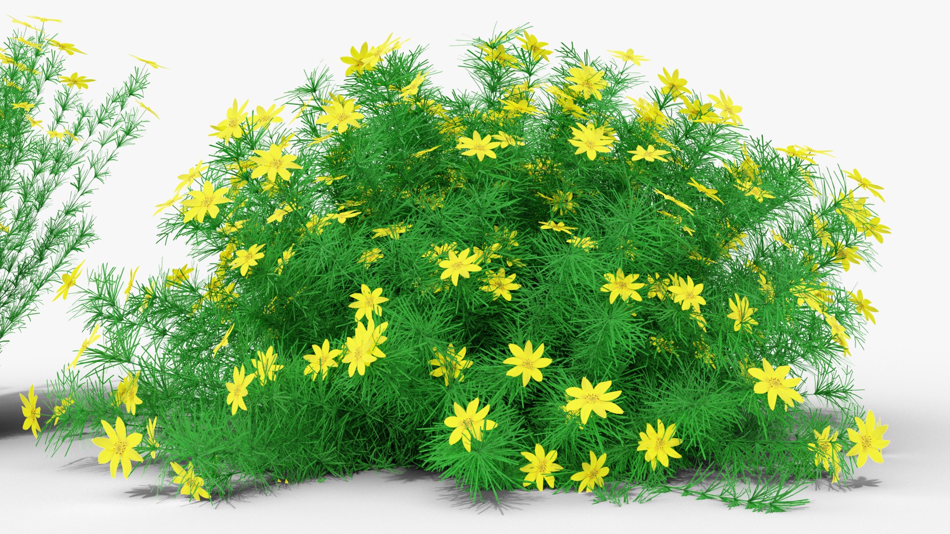 3D Coreopsis verticillata Grandiflora https://p.turbosquid.com/ts-thumb/2T/NQUiAu/Q0/render0005copy/png/1686939522/1920x1080/fit_q87/695501b08c8509deaa31ccb98f47672a7bd73741/render0005copy.jpg