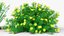 3D Coreopsis verticillata Grandiflora