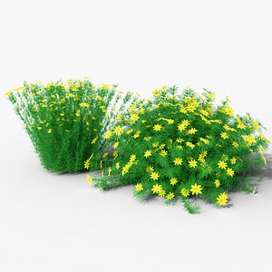 Coreopsis verticillata Grandiflora