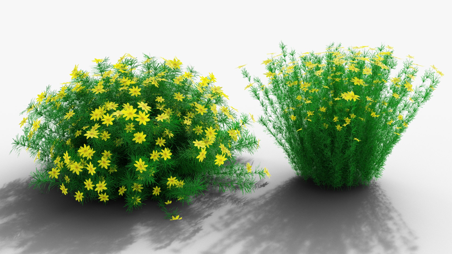 3D Coreopsis verticillata Grandiflora https://p.turbosquid.com/ts-thumb/2T/NQUiAu/Zi/render0002copy/png/1686939520/1920x1080/fit_q87/33ccafa264d33950ea917c475a696c53f9190d2d/render0002copy.jpg