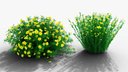 Coreopsis verticillata Grandiflora