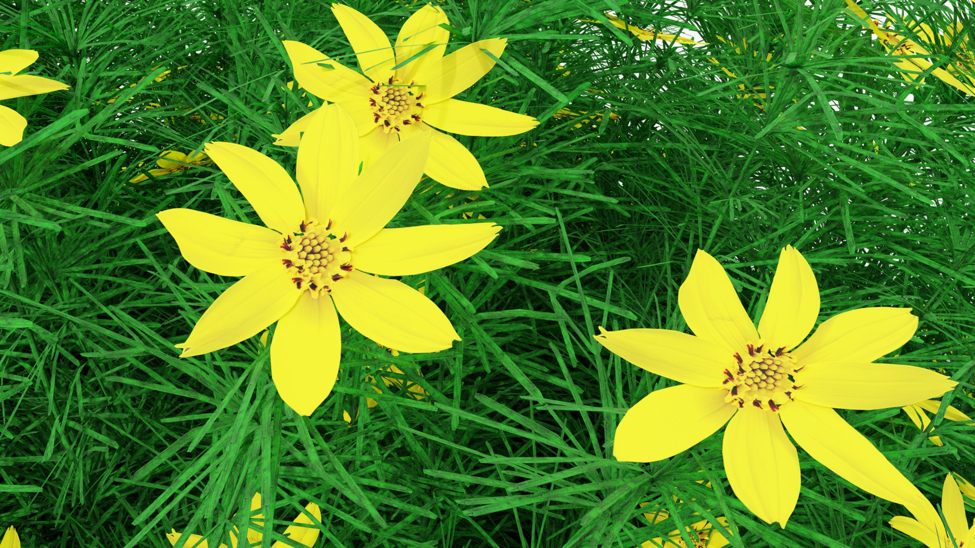 3D Coreopsis verticillata Grandiflora https://p.turbosquid.com/ts-thumb/2T/NQUiAu/cy/render0010copy/png/1686939524/1920x1080/fit_q87/654e837c2e824030304cb51536bd68db17a4ef49/render0010copy.jpg