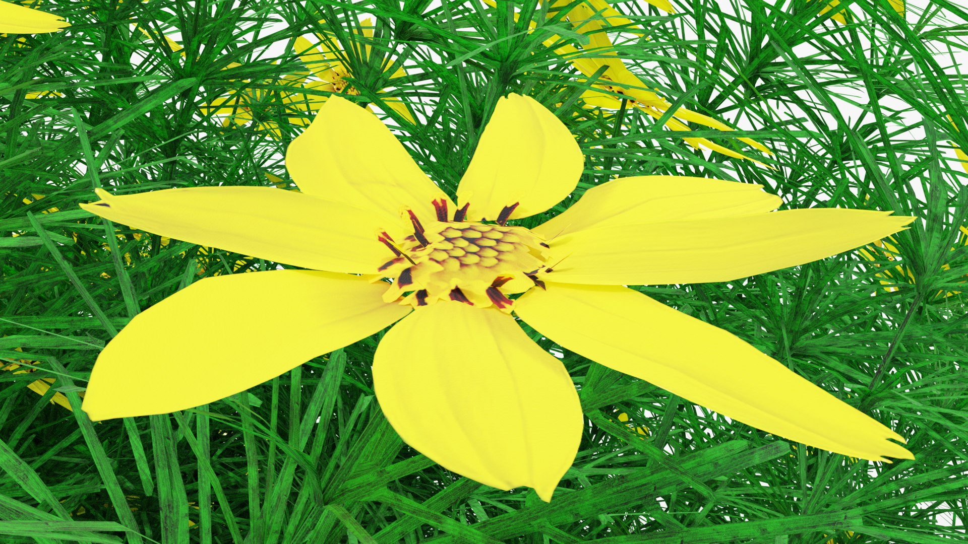 3D Coreopsis verticillata Grandiflora https://p.turbosquid.com/ts-thumb/2T/NQUiAu/gH/render0011copy/png/1686939525/1920x1080/fit_q87/71c18c48f648a2a98fc73f03b44de7c22a971eb8/render0011copy.jpg