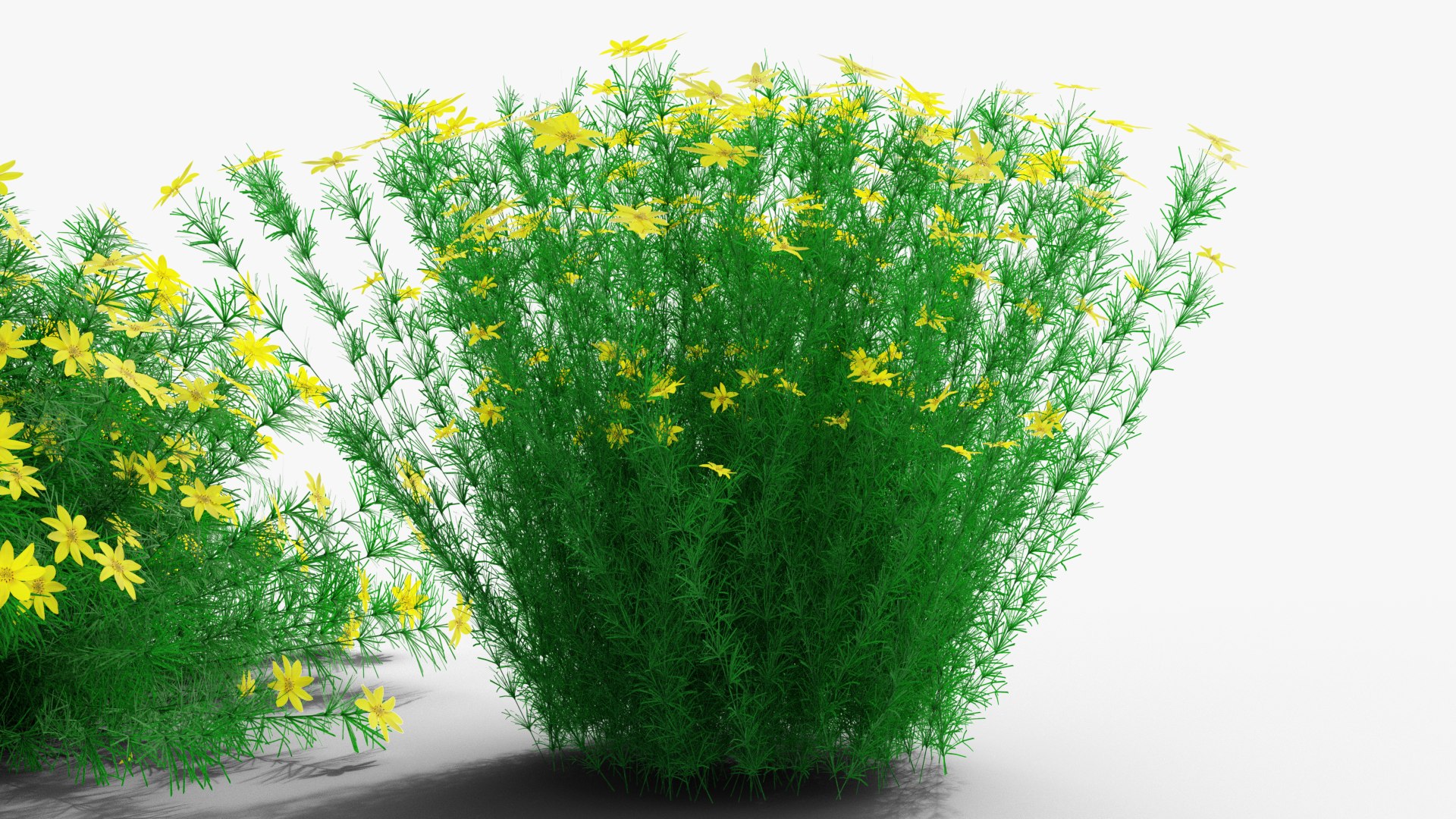 3D Coreopsis verticillata Grandiflora https://p.turbosquid.com/ts-thumb/2T/NQUiAu/iw/render0006copy/png/1686939522/1920x1080/fit_q87/866b8ef6a7f6be1ff6c3988bcff2a268bd625368/render0006copy.jpg