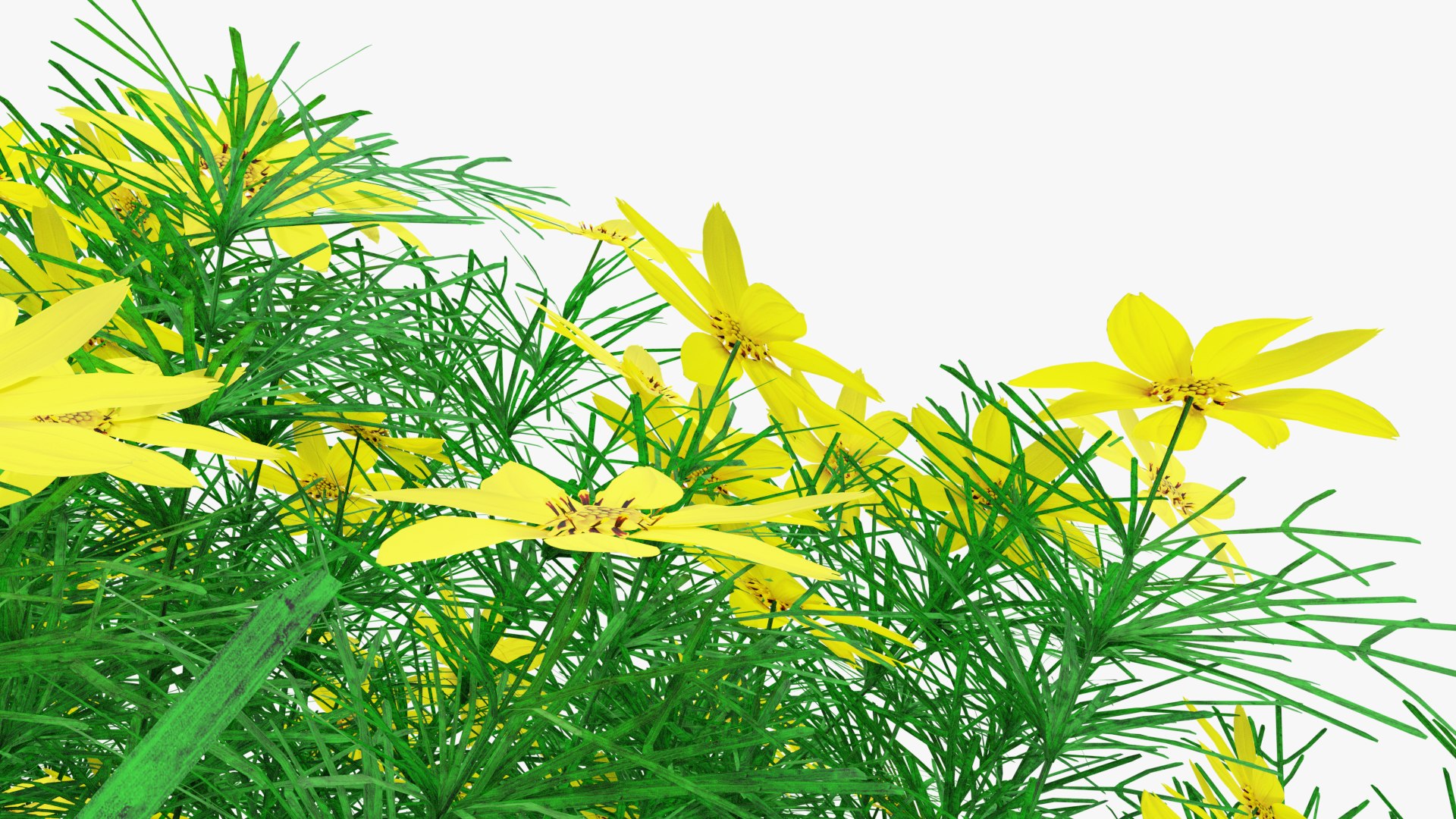 3D Coreopsis verticillata Grandiflora https://p.turbosquid.com/ts-thumb/2T/NQUiAu/qV/render0012copy/png/1686939525/1920x1080/fit_q87/654f113268f64a7bede2ad1642273f8eec614cdc/render0012copy.jpg