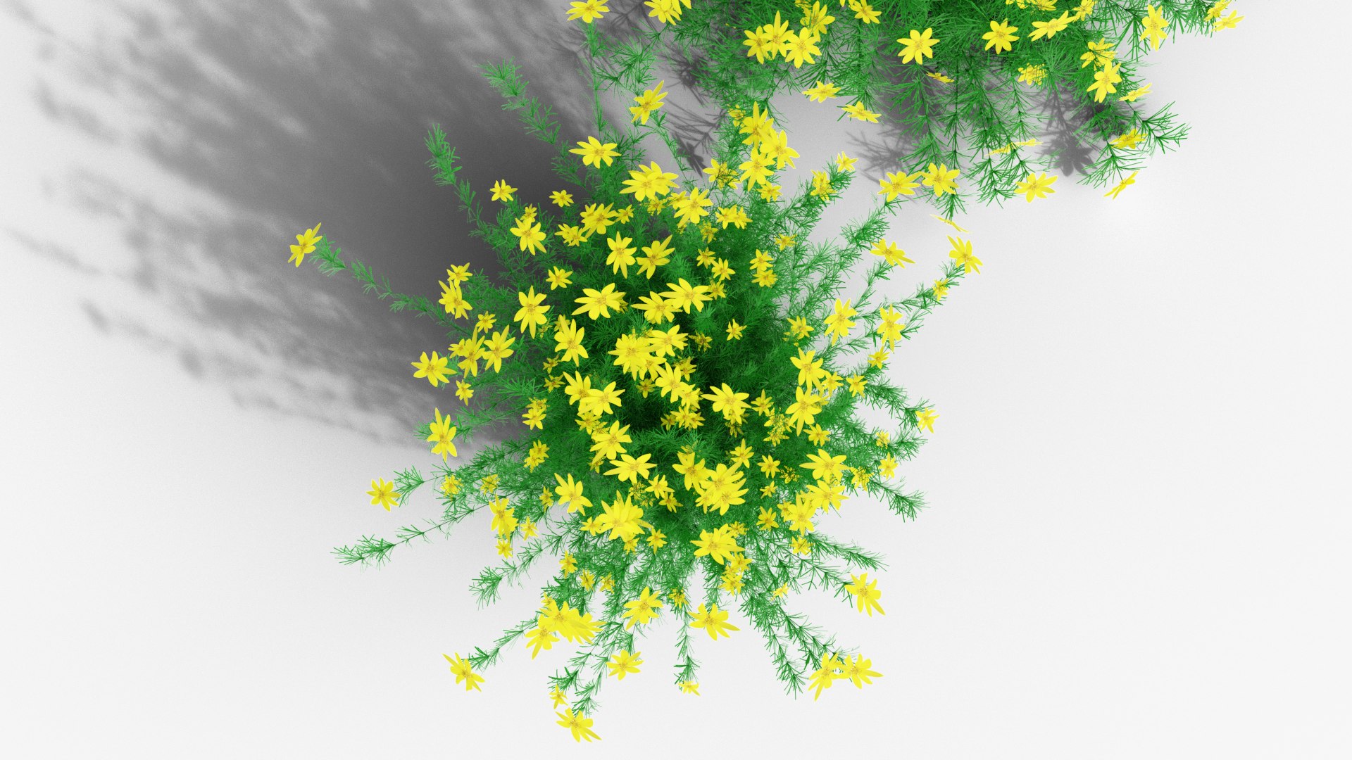 3D Coreopsis verticillata Grandiflora https://p.turbosquid.com/ts-thumb/2T/NQUiAu/vA/render0009copy/png/1686939523/1920x1080/fit_q87/ed59c607973b83068b2e64e5525180183dca380e/render0009copy.jpg
