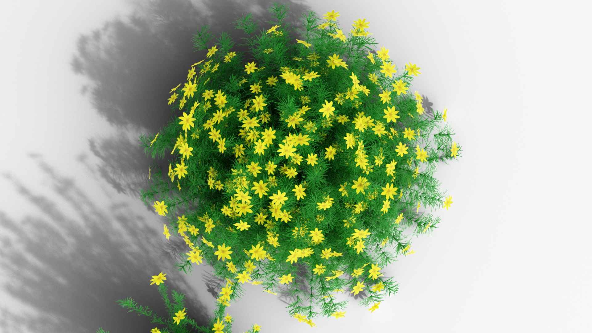 3D Coreopsis verticillata Grandiflora https://p.turbosquid.com/ts-thumb/2T/NQUiAu/wb/render0008copy/png/1686939523/1920x1080/fit_q87/3c603cc67200aa5874da11802217baf546a67ced/render0008copy.jpg