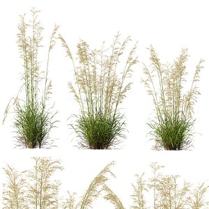3D HQ Plants Celtica Gigantea Stipa Golden Oats Version4