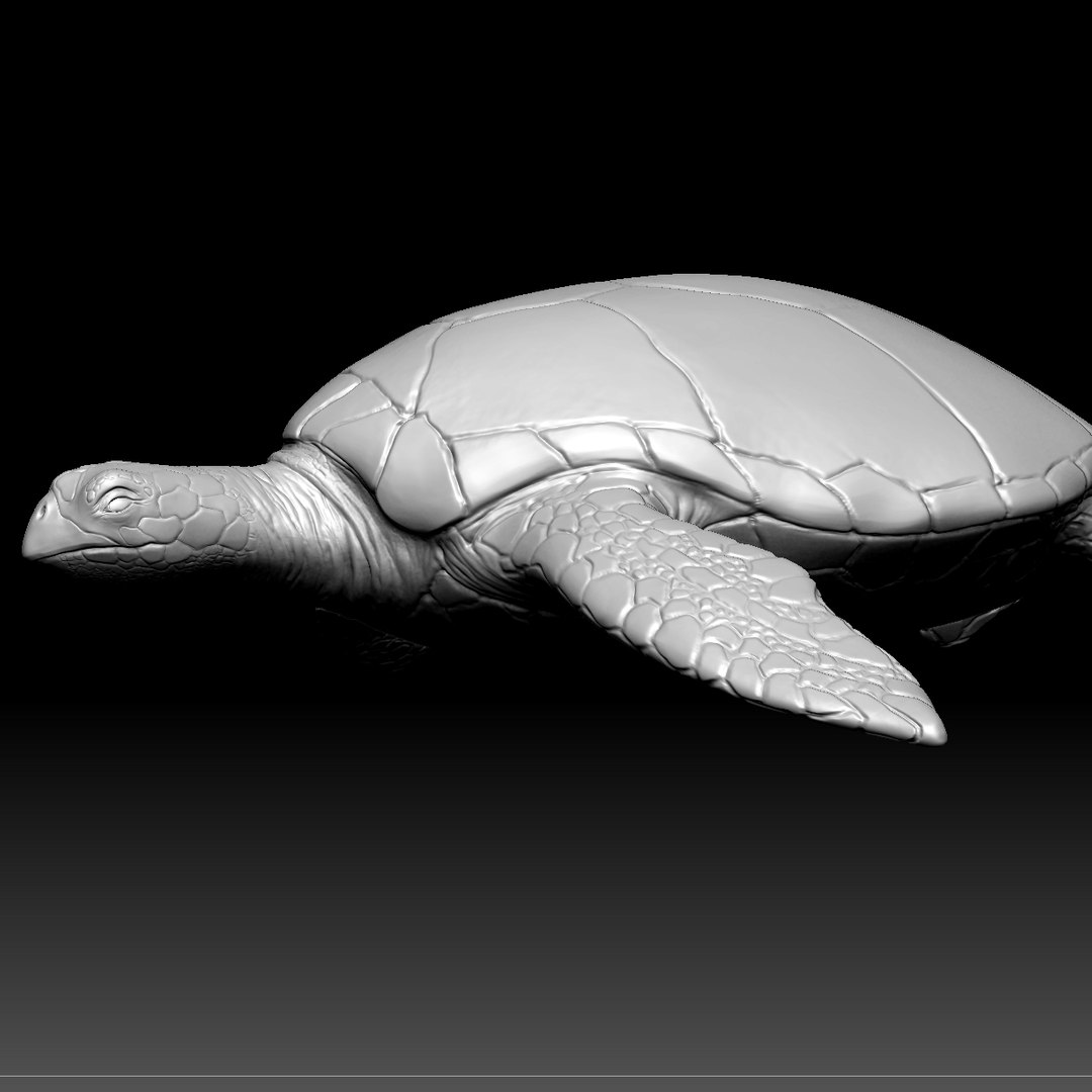 3ds sea turtle zbrush https://p.turbosquid.com/ts-thumb/2T/XxPD5j/cpIXJAHe/12/jpg/1391567822/1920x1080/fit_q87/8935cc860bffc92aeadbb28a757e166295ffecb5/12.jpg