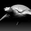 Tartaruga Marinha Zbrush