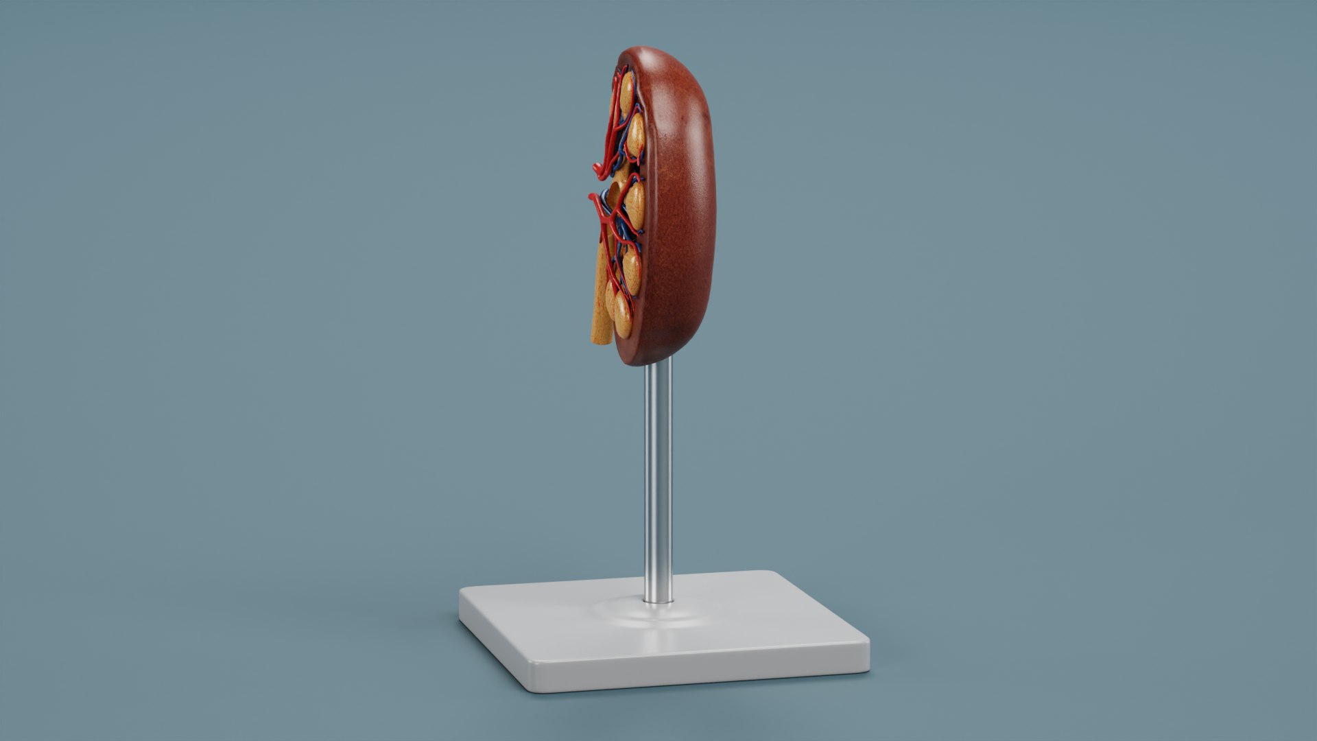 3D Kidney Section Model https://p.turbosquid.com/ts-thumb/2T/Y9Im5h/Fw/kidneysectionmodelg/png/1676118915/1920x1080/fit_q87/d386abf477a927685f601330f71e9be165d53949/kidneysectionmodelg.jpg