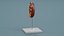 Kidney Section Model