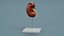 Kidney Section Model