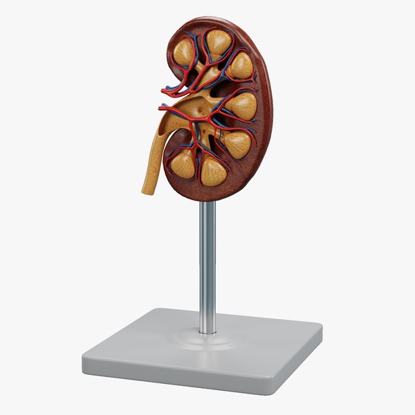 3D Kidney Section Model