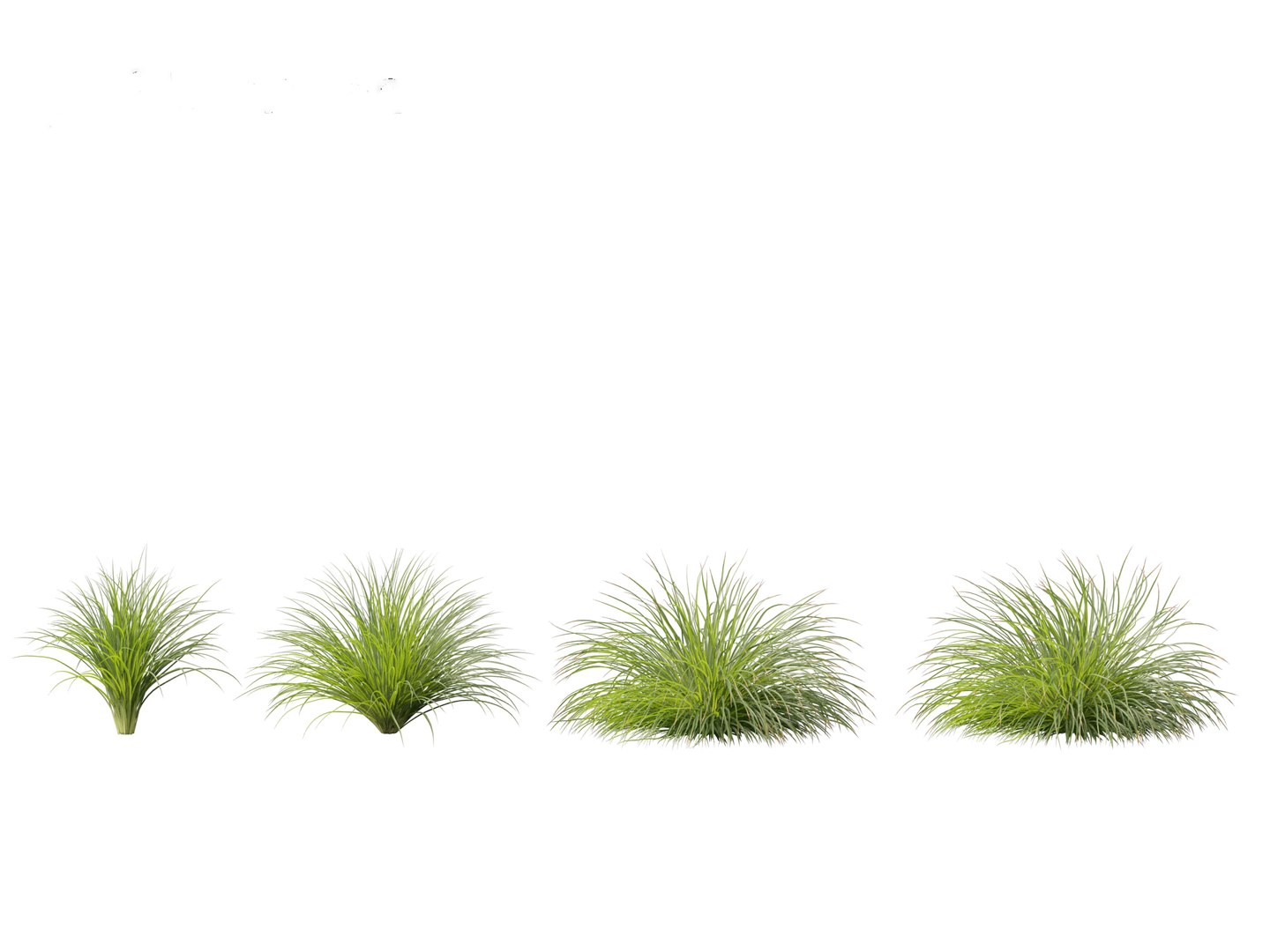 3D Lomandra Fluviatilis - Mat Rush - TurboSquid 2142731